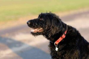 Фото большого черного лабрадудля