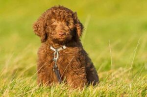 Шоколадный шенок лабрадудля