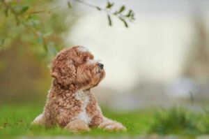 Фото маленького лабрадудлья