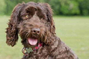 Лабрадудль шоколадного окраса