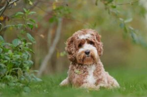 Маленький грустный лабрадудль