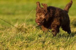 Бегущий пёс лабрадудль