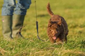 Собака породы лабрадудль гуляет с хозяином на поводке