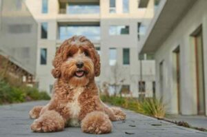 Лабрадудль: городское фото