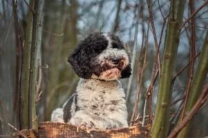 Лабрадудль – красивое фото