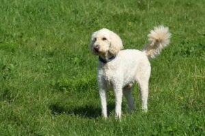 Большой лабрадудль белого окраса