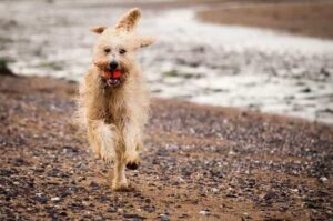 Лабрадудль с мячом в зубах