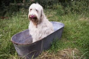 Лабрадудль сидит в корыте