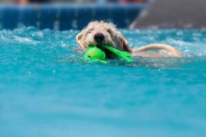Собака породы лабрадудль плавает в бассейне