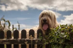 Умный пёс лабрадудль за забором