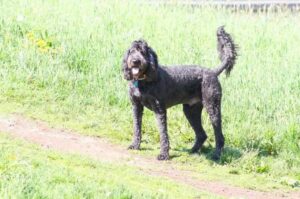 Большой лабрадудль черного окраса