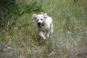 Быстрый пес породы лабрадудль