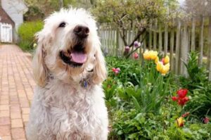 Портретное фото лабрадудля