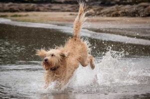 Лабрадудль резвится в воде