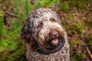 Умная собака породы лабрадудль