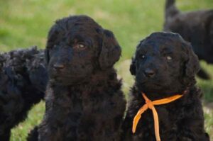 Маленькие лабрадудли черного окраса