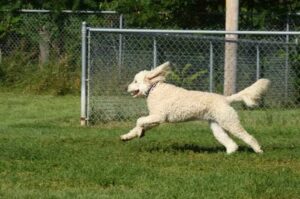 Белый лабрадудль играет на лужайке