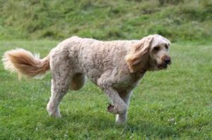 Крупный лабрадудль