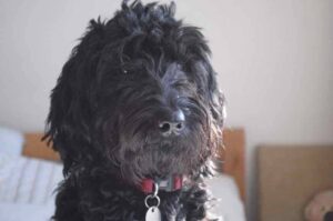 Лабрадудль: фото