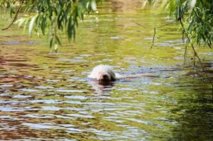 Собака породы лабрадудль плавает в реке