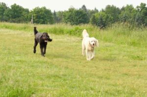 Белый и черный лабрадудли