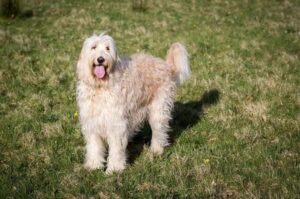 Фото большого лабрадудля