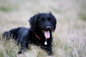 Лабрадудль черного цвета