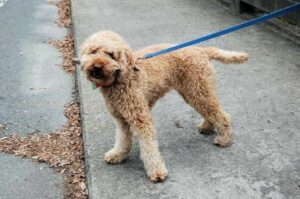 Лабрадудль на прогулке