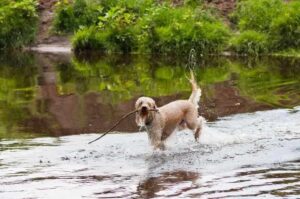 Лабрадудль играет в реке
