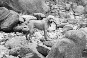 Лабрадудль черно-белое фото