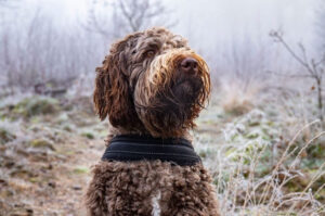 Гордый пес лабрадудль