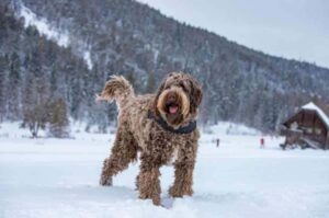 Лабрадудль зимой на фоне гор