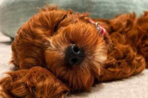 Щенок лабрадудля рыжего окраса