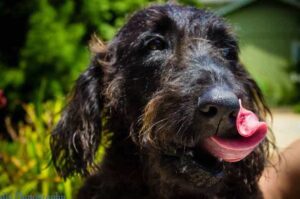 Большой лабрадудль черного окраса