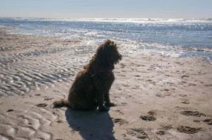 Лабрадудль на берегу моря