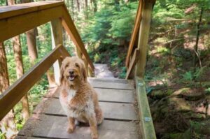 Собака породы лабрадудль молочного цвета