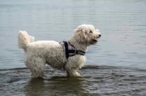 Белый лабрадудль купается в реке