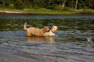 Два лабрадудля играют в реке