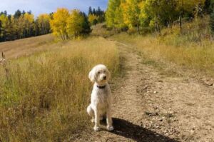 Лабрадудль белого окраса