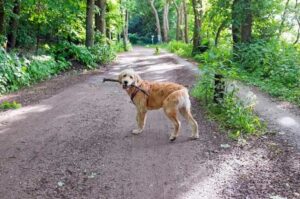 Лабрадудль в лесу с палкой в зубах