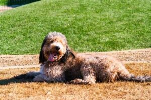 Лабрадудль