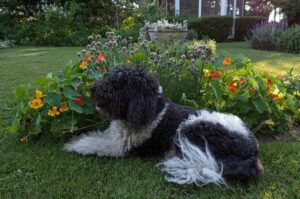 Фото лабрадудля на фоне цветов