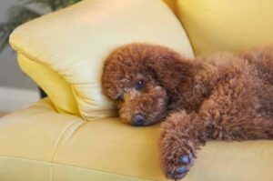 Грустный щенок породы лабрадудль