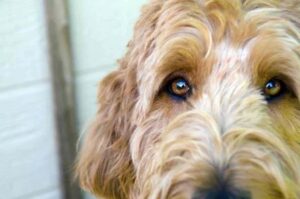 Мордочка лабрадудля