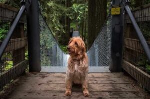 Фото лабрадудля