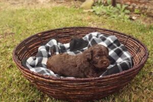 Шоколадный маленький лабрадудль