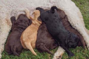 Кормление щенков породы лабрадудль