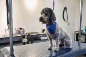 Собака породы лабрадудль после груминга