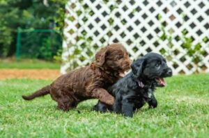 Щенки лабрадудля резвятся на лужайке