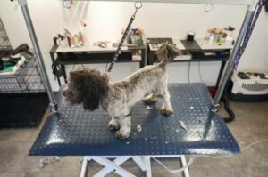 Профессиональный груминг лабрадудля